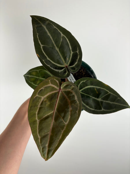 Anthurium 'Memoria Tim Anderson’ - (Doc Block Zara × Doc Block Michelle) X Anthurium Red Crystallinum from USA - 5