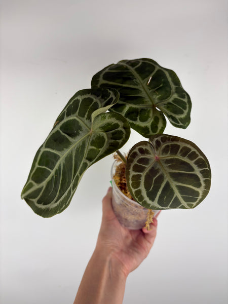 Anthurium kos x red crystal 1