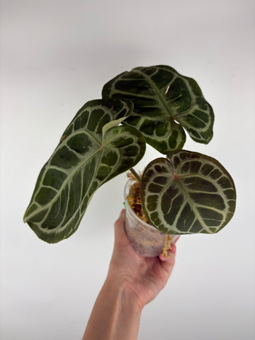 Anthurium kos x red crystal 1
