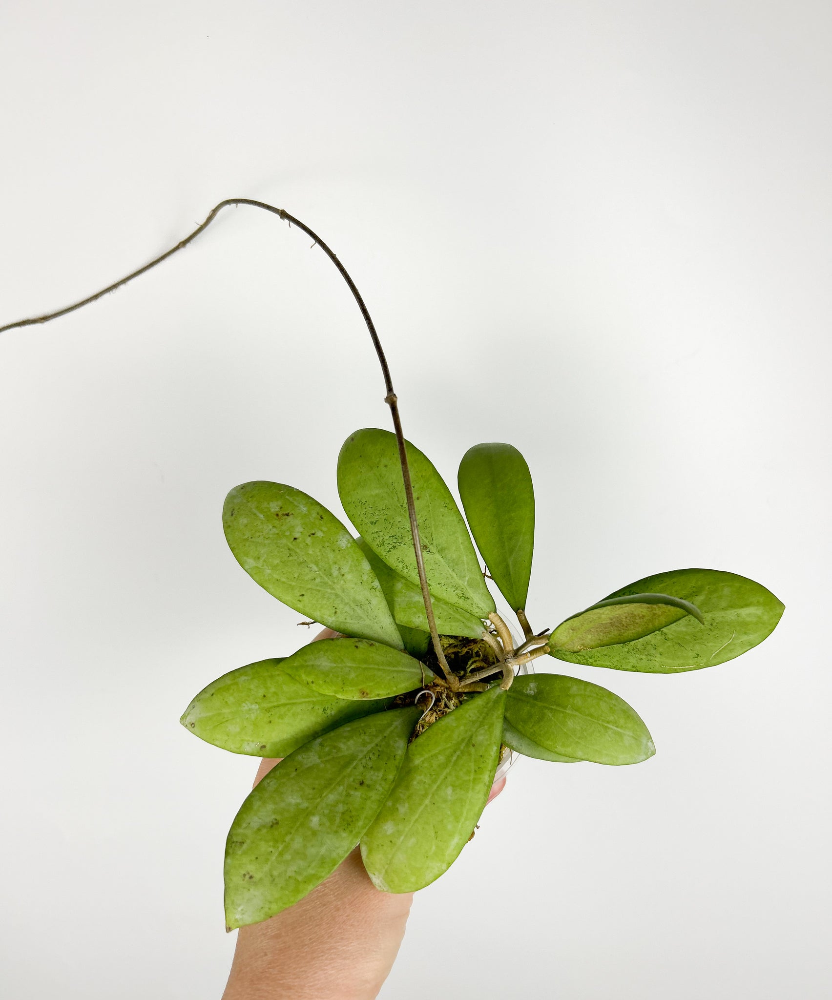 Hoya Erythrostemma silver