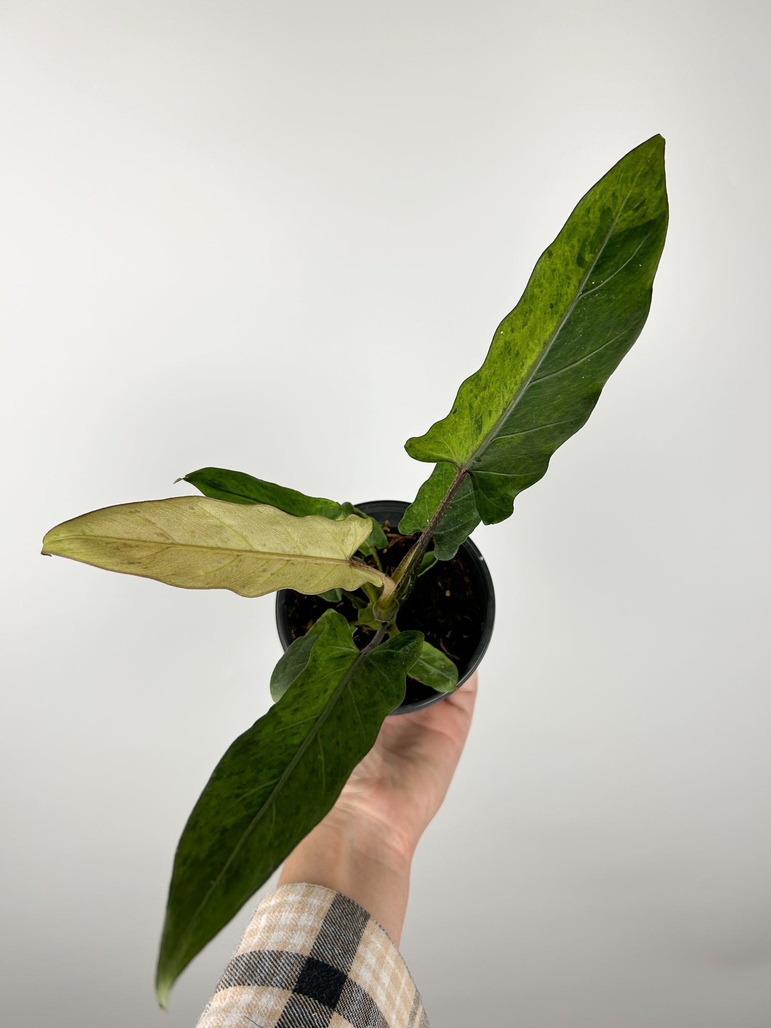 Alocasia lauterbachiana variegated 4 inch pot D