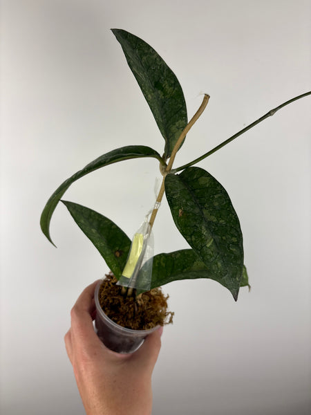 hoya sp agusen splash