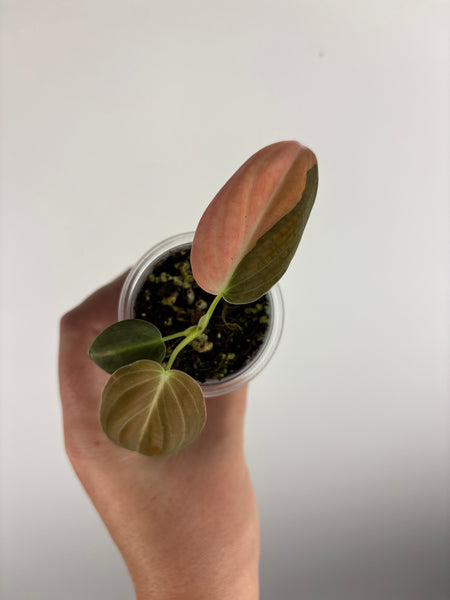 philodendron melanochrysum orange variegated A