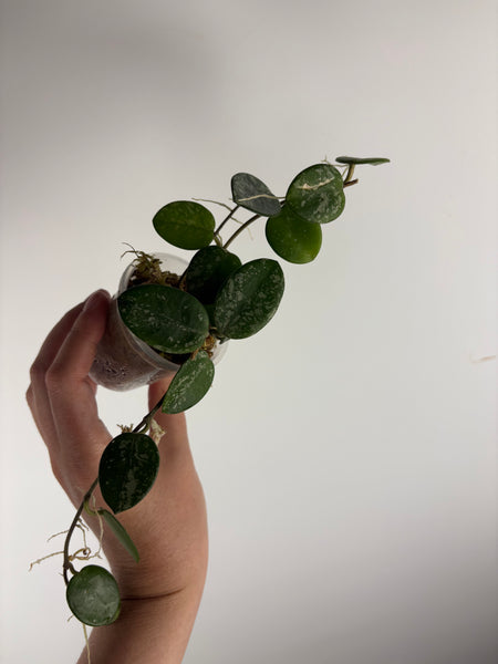 Hoya Mathilde splash F