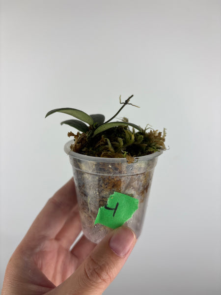 Hoya sp. Kalimantan ('Mini Coin' silver) 4