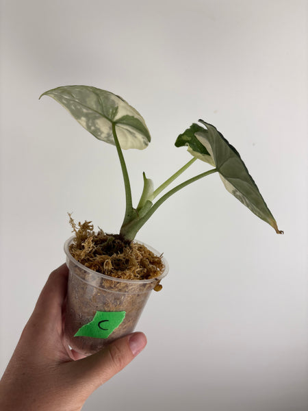 Alocasia Melo albo (Thailand) C