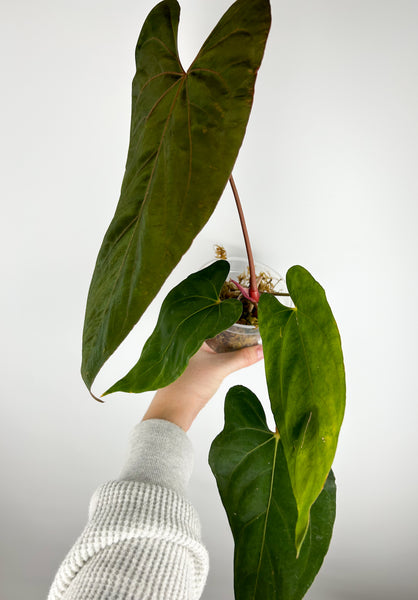 Anthurium blue papillilaminum x Fort Sherman