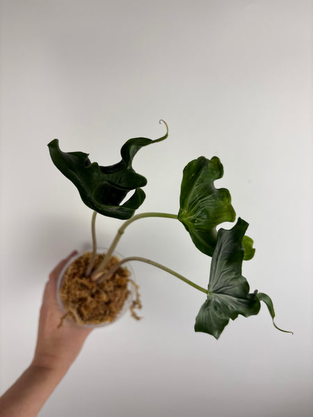 Alocasia holy grail A