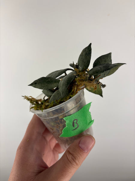 hoya lacunosa violet B