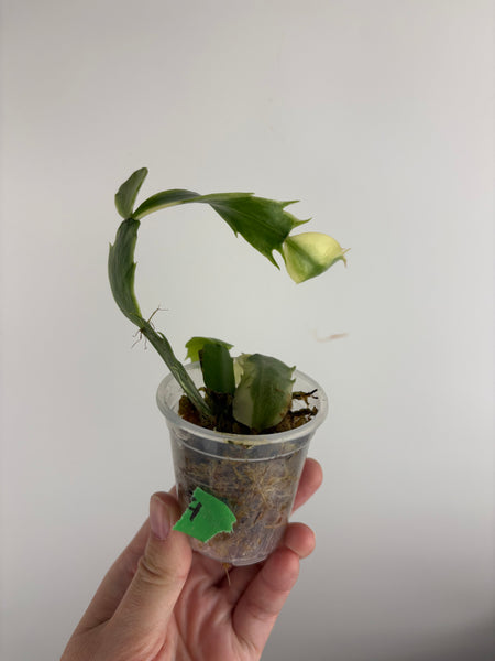 Variegated Schlumbergera 4