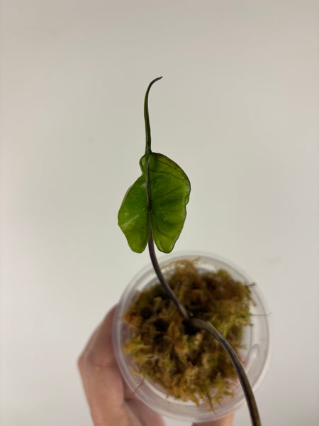 Alocasia stingray albo pink variegated