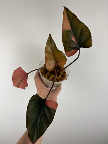 Homalomena pink diamond C