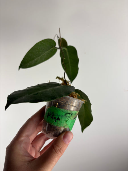 hoya Megalaster A