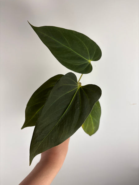 anthurium bvit x blue papillilaminum E
