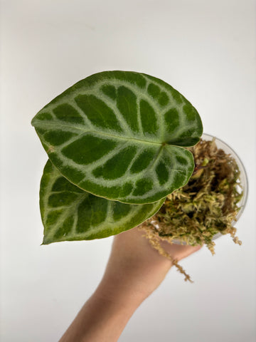 Anthurium silver blush x red crystal 9