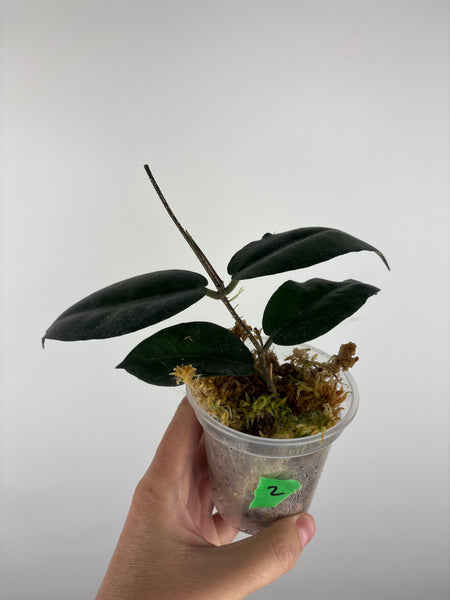 hoya versteegii 2