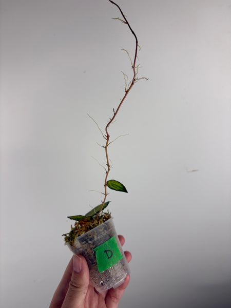 Hoya caudata variegated D