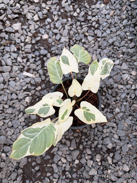 Homalomena rubescens stardust mutation
