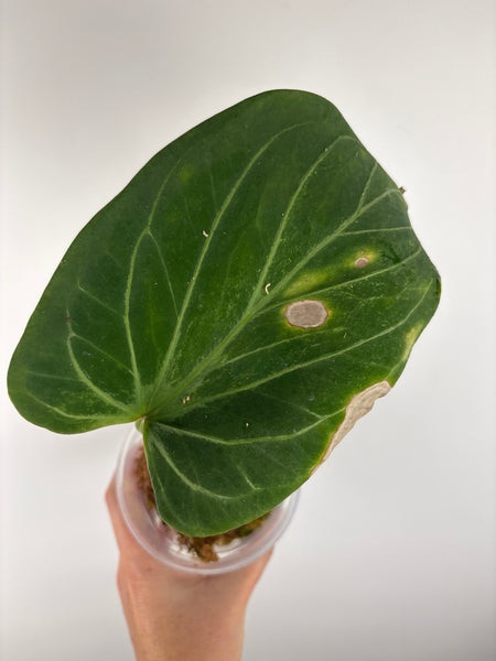 Anthurium king of spades As is