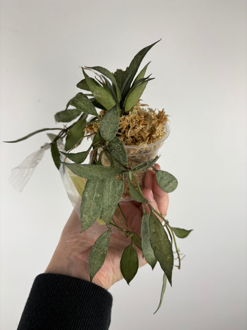 hoya lacunosa white pearl b