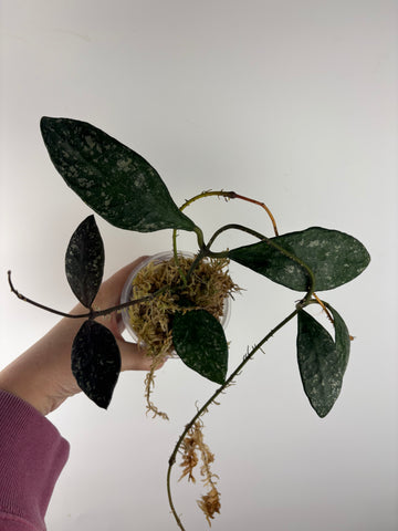 Hoya rundumensis splash 10