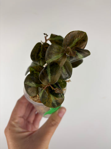 Peperomia columbiana 2