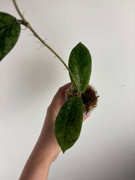 hoya Meredithii mountain kapi B