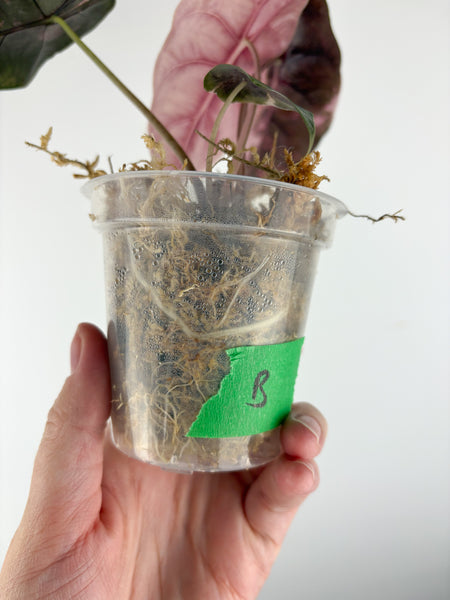 Alocasia chantrieri pink variegated B (from corm)