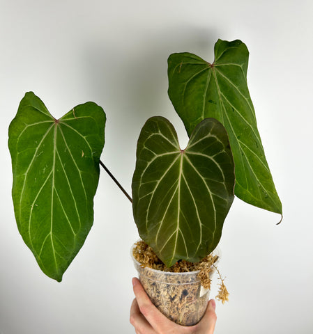 Anthurium King of Spades x papillilaminum A