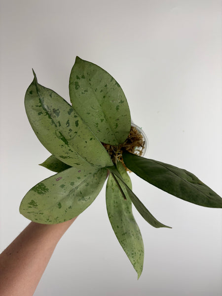 hoya crassipetiolata silver from seed