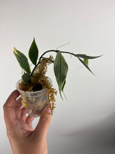 hoya polyneura outer variegated B