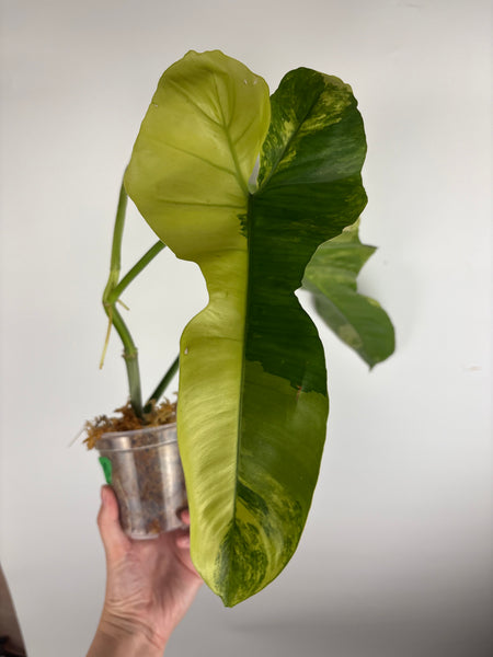Philodendron Florida beauty x Paraiso var (Thailand) B