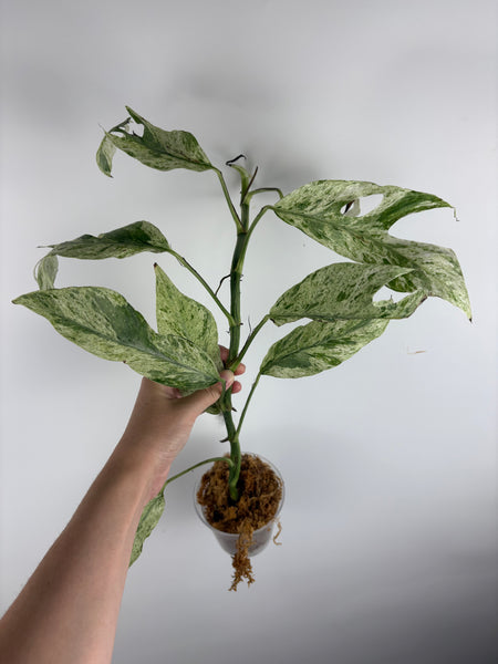 Epipremnum Hanuman