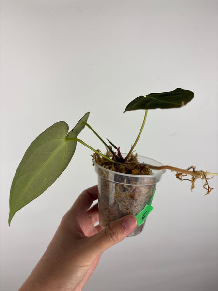 Anthurium hoffmanii x AOS 6