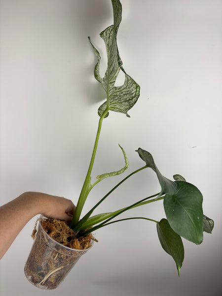 Monstera devil (Thailand)