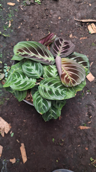 Maranta black unacclimated