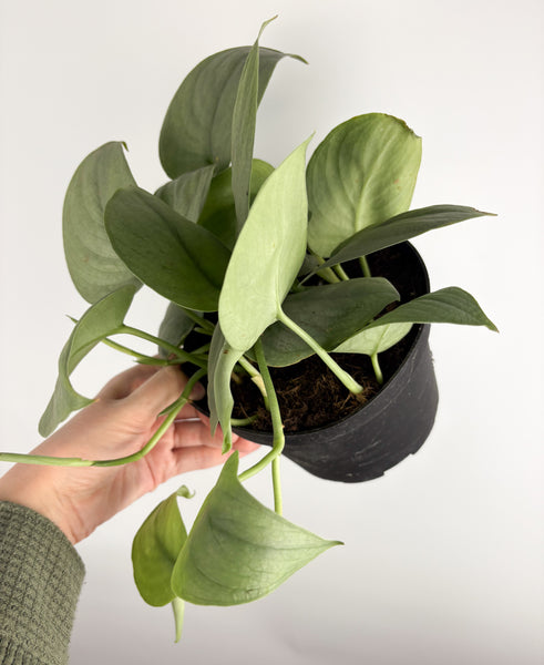 Scindapsus Platinum Silver 'Java' 6 inch