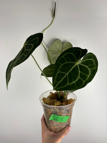 Anthurium clarinervium x  papillilaminum C