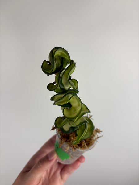 hoya compacta mauna loa B