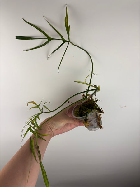 philodendron polypodioides