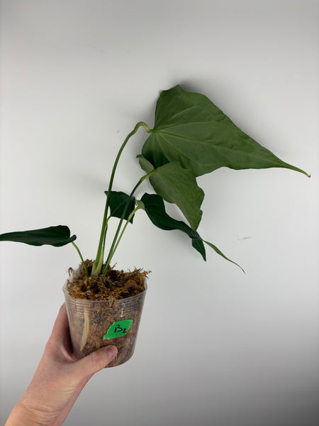 Anthurium delta force B2