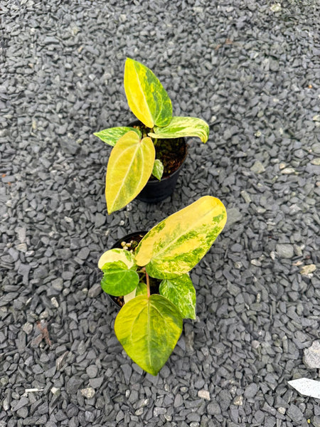 Anthurium pap var x skg silver x red crystal unacclimated (Thailand)