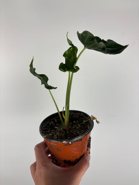 Alocasia teletubbies 4 inch