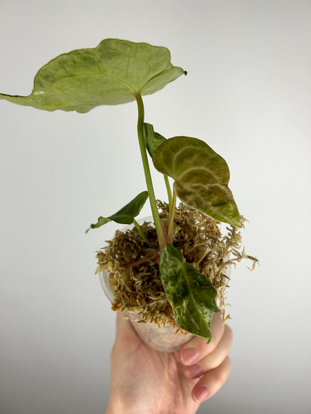 Anthurium Forgetti x  crystallinum mutation variegated C