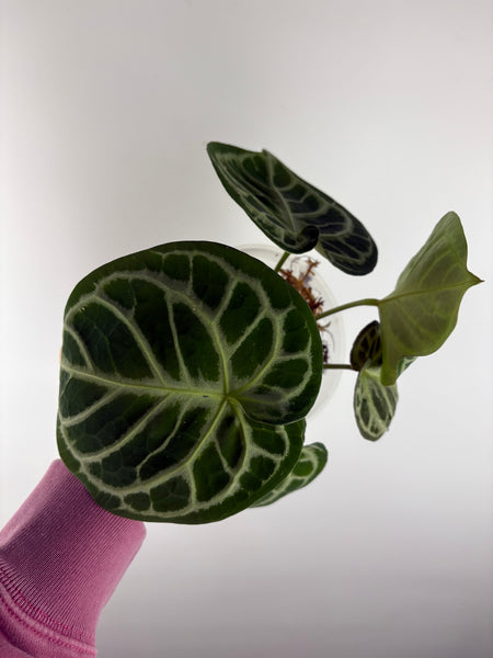 Anthurium red tiger 3