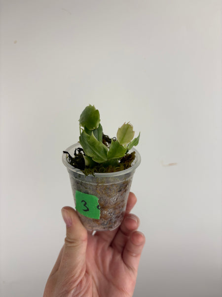 Variegated Schlumbergera