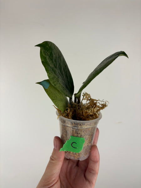 Hoya Michele silver C