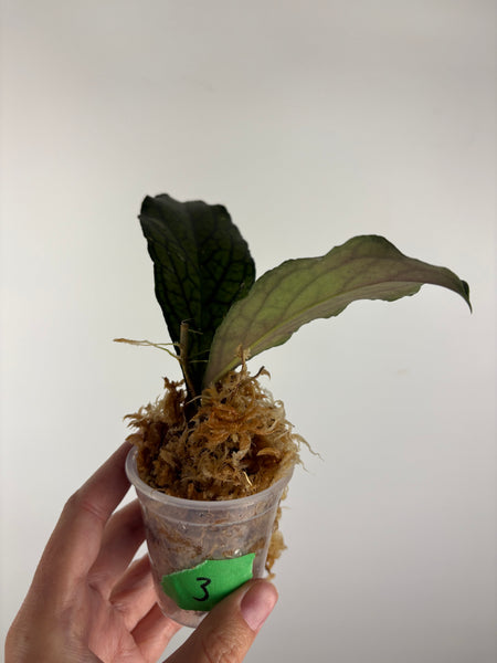 Hoya Tanggamus limau kapas 3