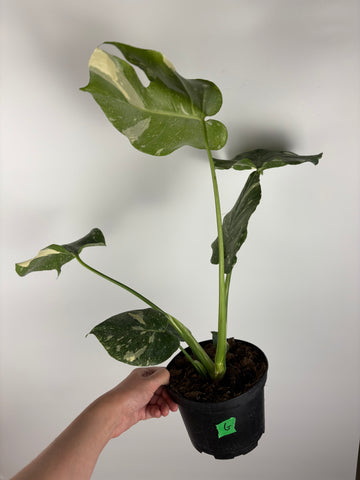 Monstera Thai constellation 6 inch G