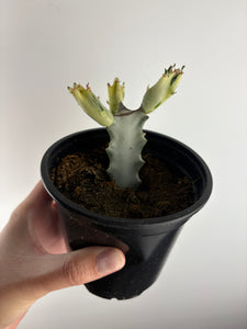Euphorbia white ghost